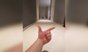 என்ன அழகு இந்த நாய்க்குட்டி !