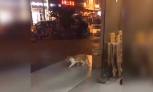 இது தான் கேட் வாக் !!