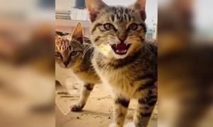 மரண மாஸ் பூனை !!