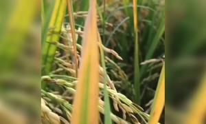 விவசாயி !!!