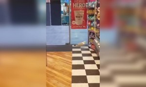 அட திருட்டுப்பயலே !