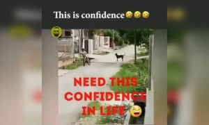 செம தைரியம் இந்த பையனுக்கு !!