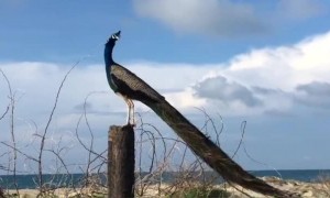 அழகான மயில் !!