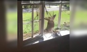 ஐ !! மானு !!