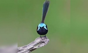 ஏ ! குருவி !!