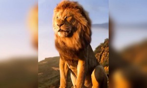 நான் ராஜா !