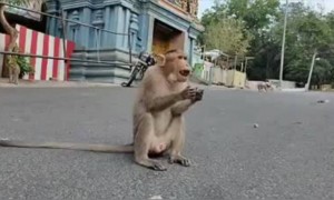 அழகர்கோவில் மலை குரங்குகளுக்கு உணவளிக்கும் அர்ச்சகர்