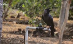 கொஞ்சம் தண்ணீர் வீட்டுக்கு வெளியே வையுங்க !!