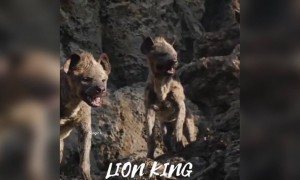 காட்டுக்கே ராஜா !!