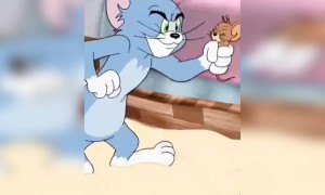 டாம் அண்ட் ஜெர்ரி !!