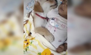 அழகு குட்டி செல்லம்