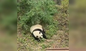 பாண்டா குட்டி !