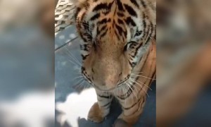 அடேய் ! அது புலிடா !