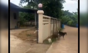 என்னடா ,இங்க சத்தம் !!