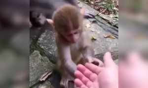 குட்டி குரங்கு !!