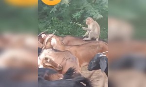 எல்லாம் கொழுப்பு !!