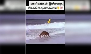 மனிதர்கள் இல்லாத இடத்தில் ஆனந்தமாய் !!