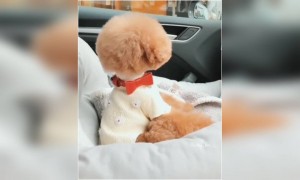 என்ன ஒரு அழகு !