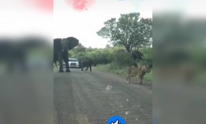 இப்போ எங்க ஆட்டம் !!