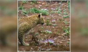 இதயம் என்பது சதைதான் என்றால் !