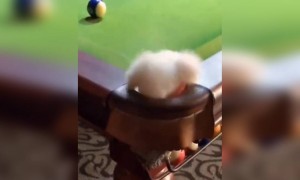 மாட்டிக்கிச்சே !!