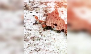 எறும்பு !!