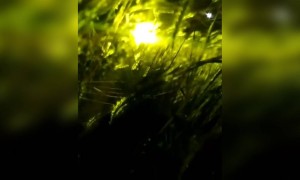 இயற்கை அழகோ அழகு !!