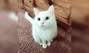 என்னடா பண்றீங்க ! என்ன வெச்சு !!