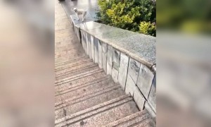 எப்புடி விளையாடுது பாருங்க !!