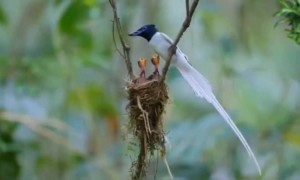 அம்மா பாசம் !!!!