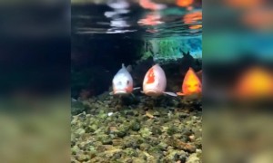 அழகா இருக்கே !!!!!