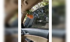 அடேய் !! திருடன் !!