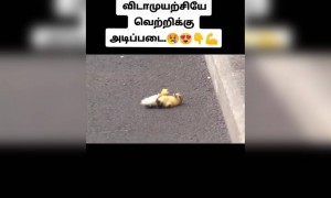 விடாமுயற்சி !!