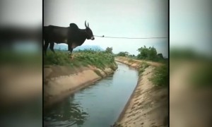 நம்ம அசுரன் எப்புடி !!