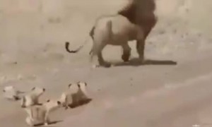 கொஞ்சம் நேரம் என்னை சும்மா விடுங்கடா !!