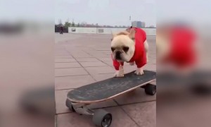 தலைக்கு தில்ல பாத்தியா !!