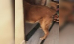 படையப்பா !!!