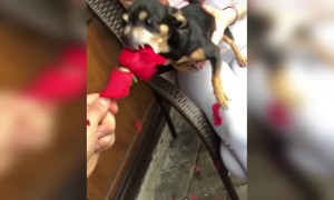 மொரட்டு சிங்கிள் போல !!