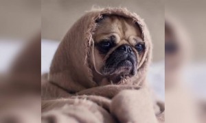 கொரோனா வந்துருச்சா !!