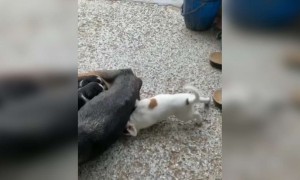 மாட்டிக்கிச்சே ! !