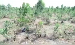 அடேய் இந்த கொரானாவிலும்_காதலா