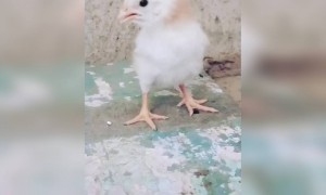 என்ன கொலை !!