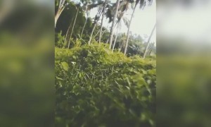 இயற்கை .