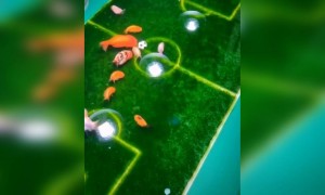 மீன் எல்லாம் விளையாடுது !!