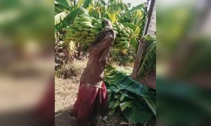 உழைப்பாளிகள் !!