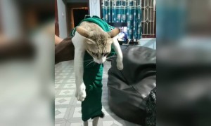 அந்த பூனை பாவம்யா