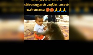 அதிக பாசம் !!