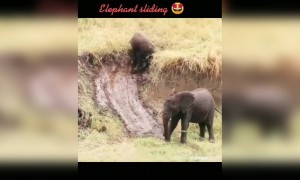 ஒரே விளையாட்டு பாரு !!