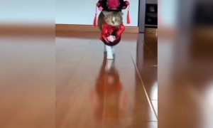 அடேய் !! பூனை பாவம்டா !!