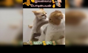 பொடிப்பையன் !!